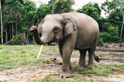 Sumatran Elephant | Animal Wildlife