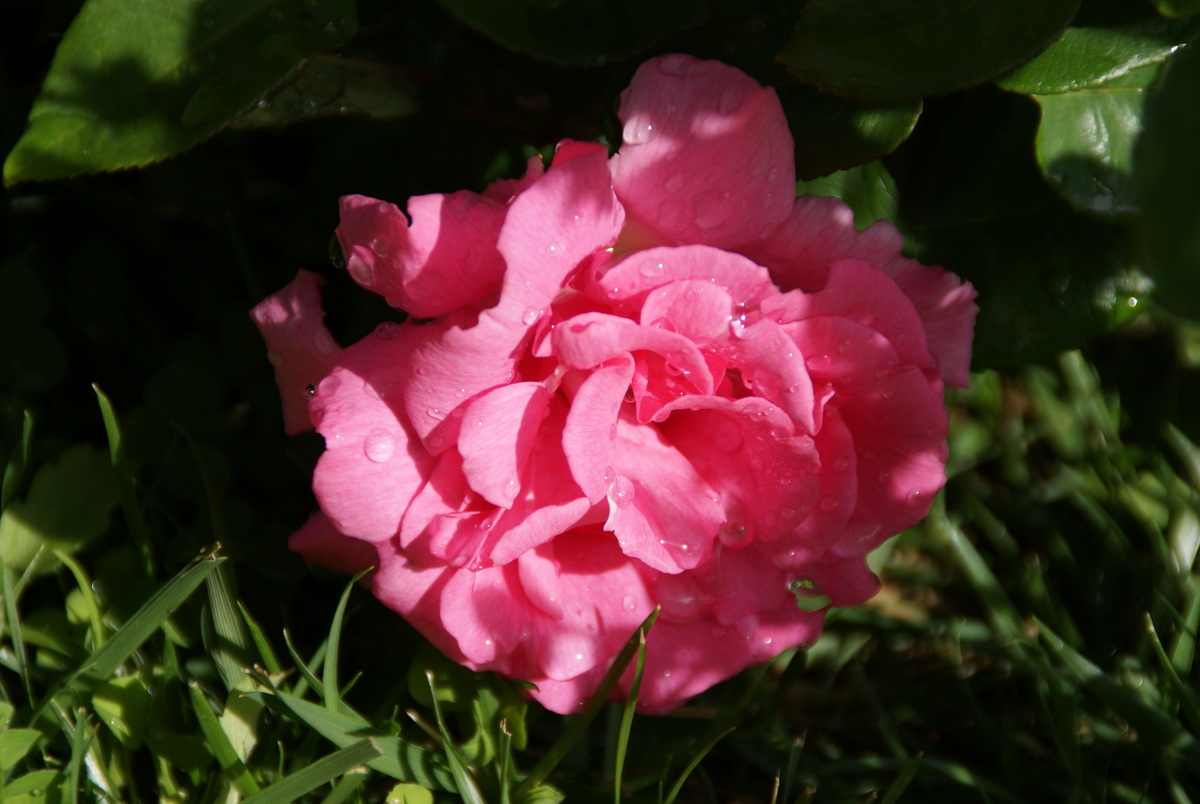 Organic Garden Dreams March Roses