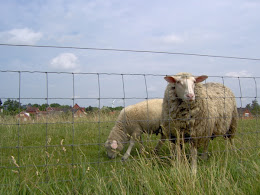 Schafe hautnah