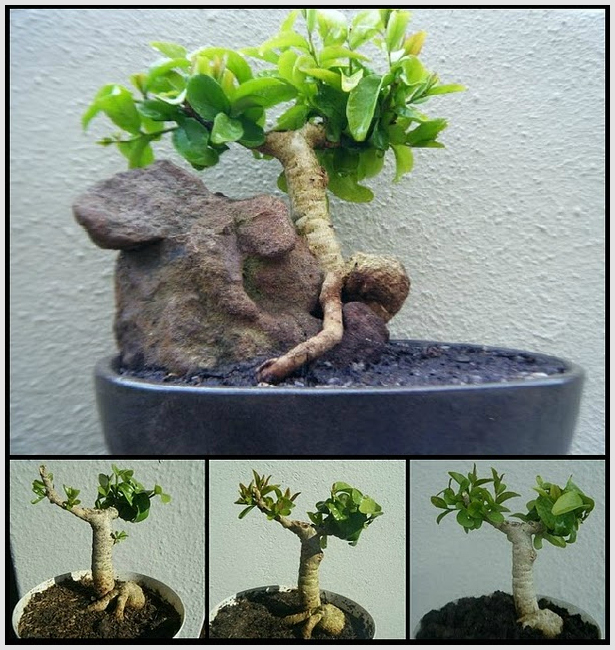 BONSAI