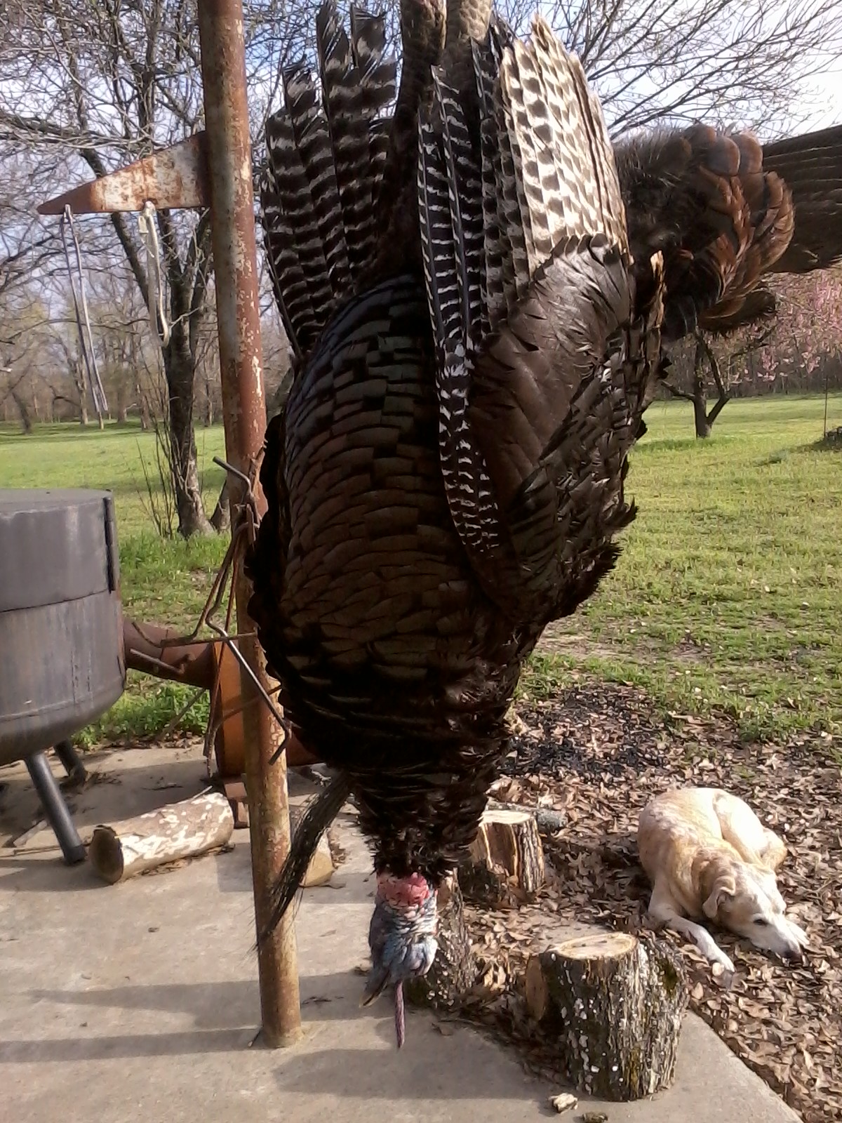 Deer Camp Blog: Fox Vs Turkey = Dead Turkey