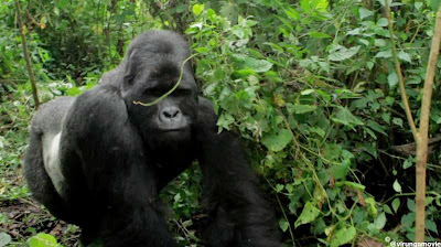 In het Nationaal park Virunga worden veel diersoorten die in leefgebied worden aangetast, beschermd. Het meest bekend zijn de extreem zeldzame berggorilla's.