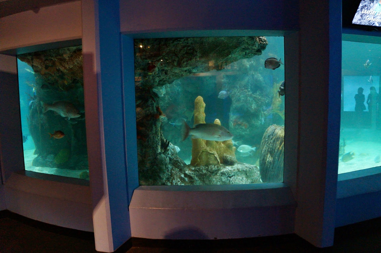 Evan and Lauren�s Cool Blog 8/7/14 Mystic Aquarium and