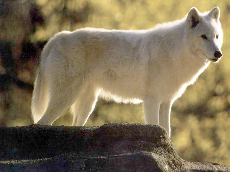 Wolf White