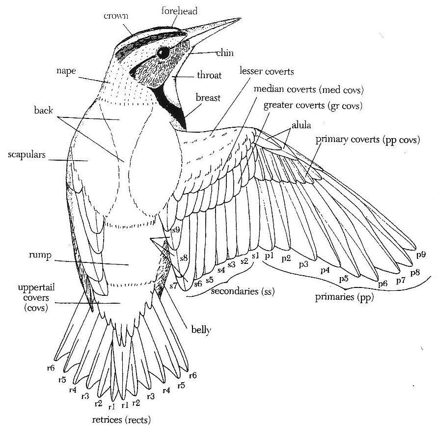 Sophie Wilson//Design Context: Image//Type as Image//Birds//Anatomical