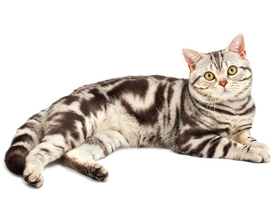 Mybuku2read American Shorthair