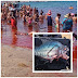 Ikan Piranha Makan Manusia Yang Mengerikan (5 Gambar)