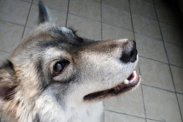 my dog Hershey a Siberian Husky RIP