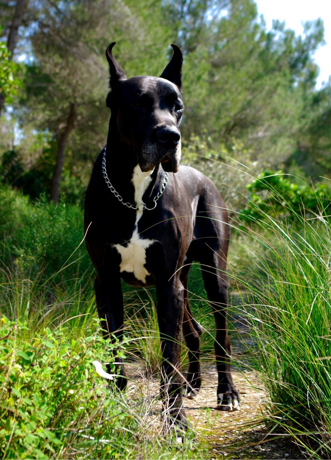 Wallpaper Backgrounds: Great dane