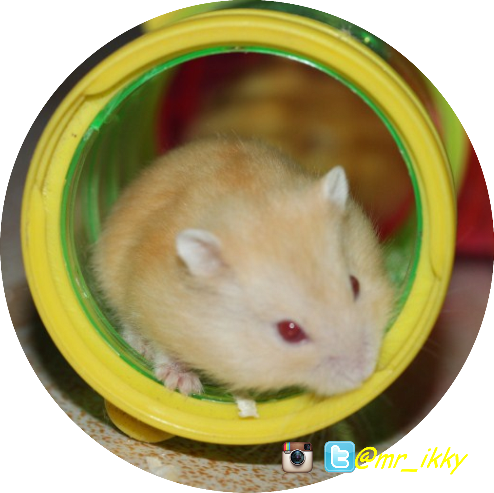 Hamster Jambi 27 R Hamnie Moy