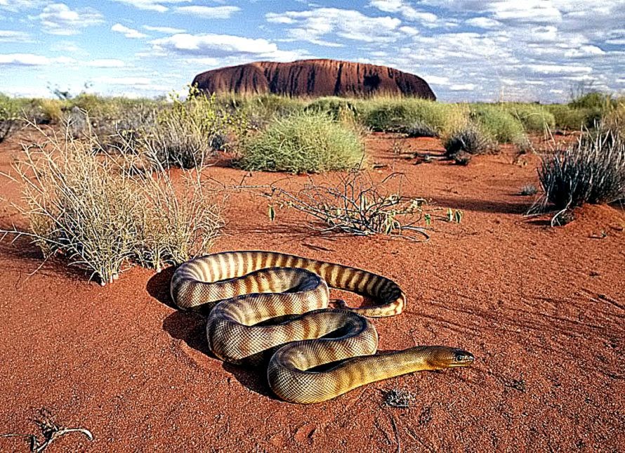 Cats Wallpaper Cute Cats Animal Wallpaper Gallery Cats Wallpaper Cute Cats Animal Wallpaper Gallery