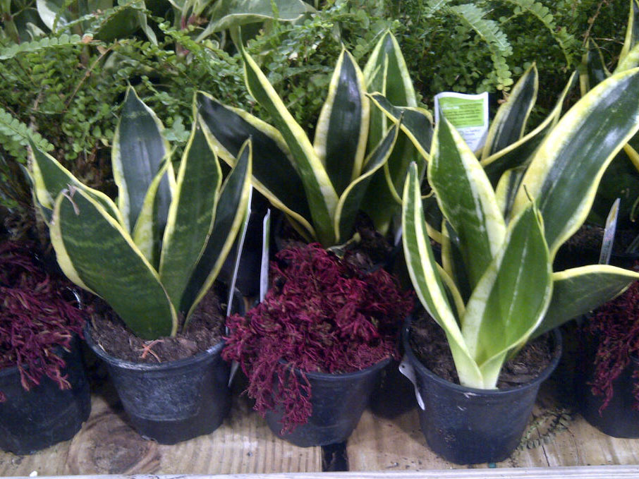 Imparting Grace Best Plants For A Shady Porch