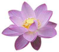 lotus_flower.jpg