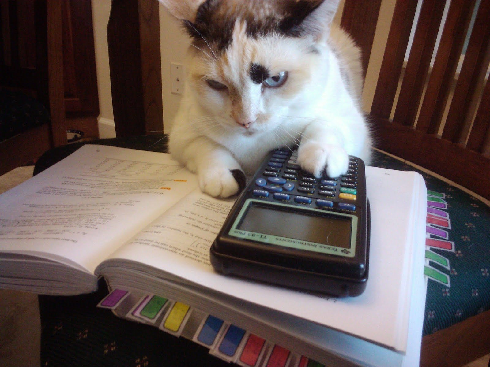 cat doing homework video