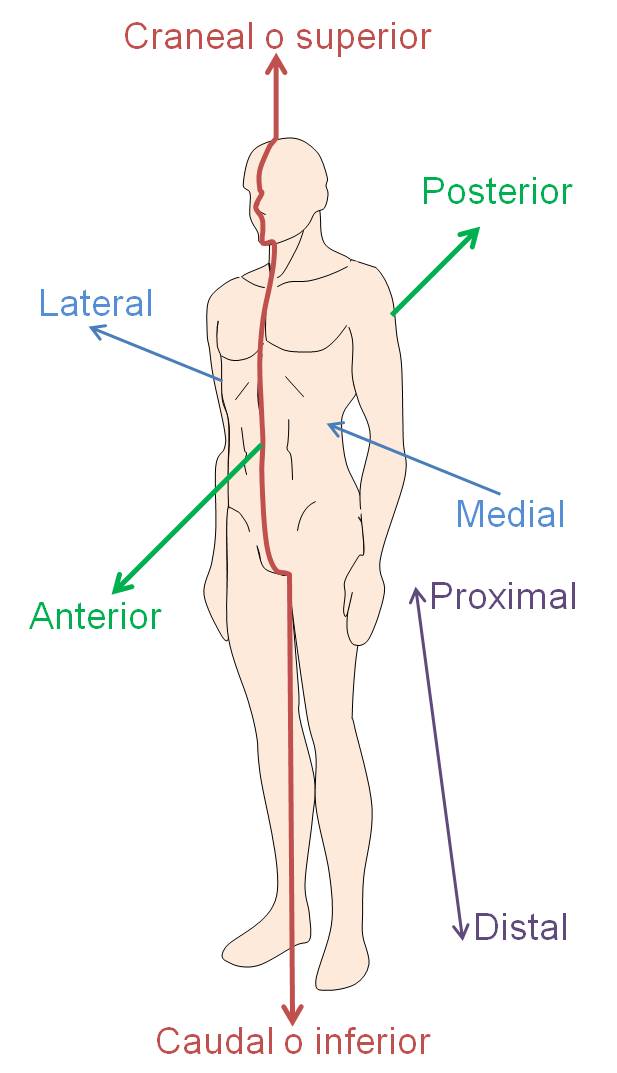 Terminologia Anatomica De Posicion Y Direccion