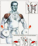 Ejercicios de musculación