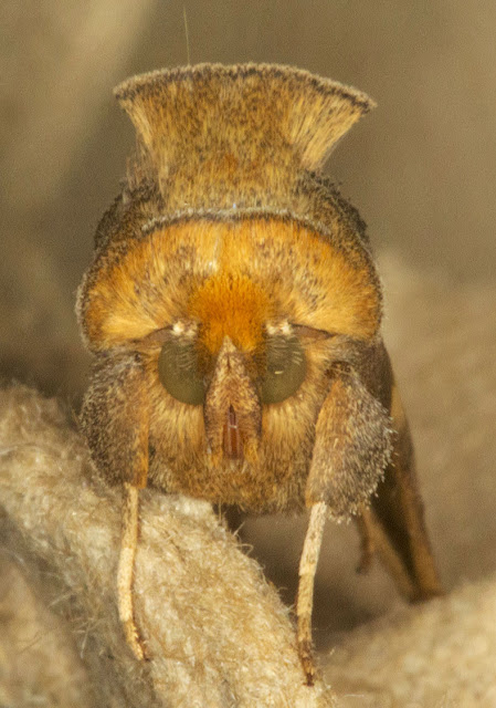 Burnished Brass, Diachrysia chrysitis forma juncta.  Farthing Downs, 27 June 2012.