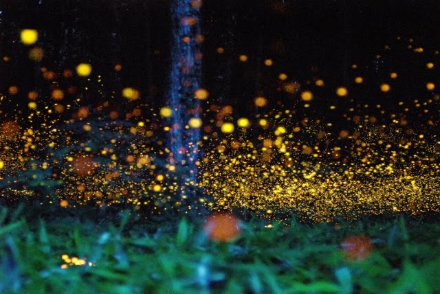 Firefly Photography