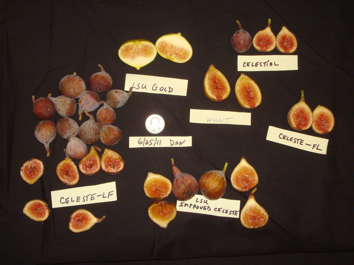 Celestial Fig