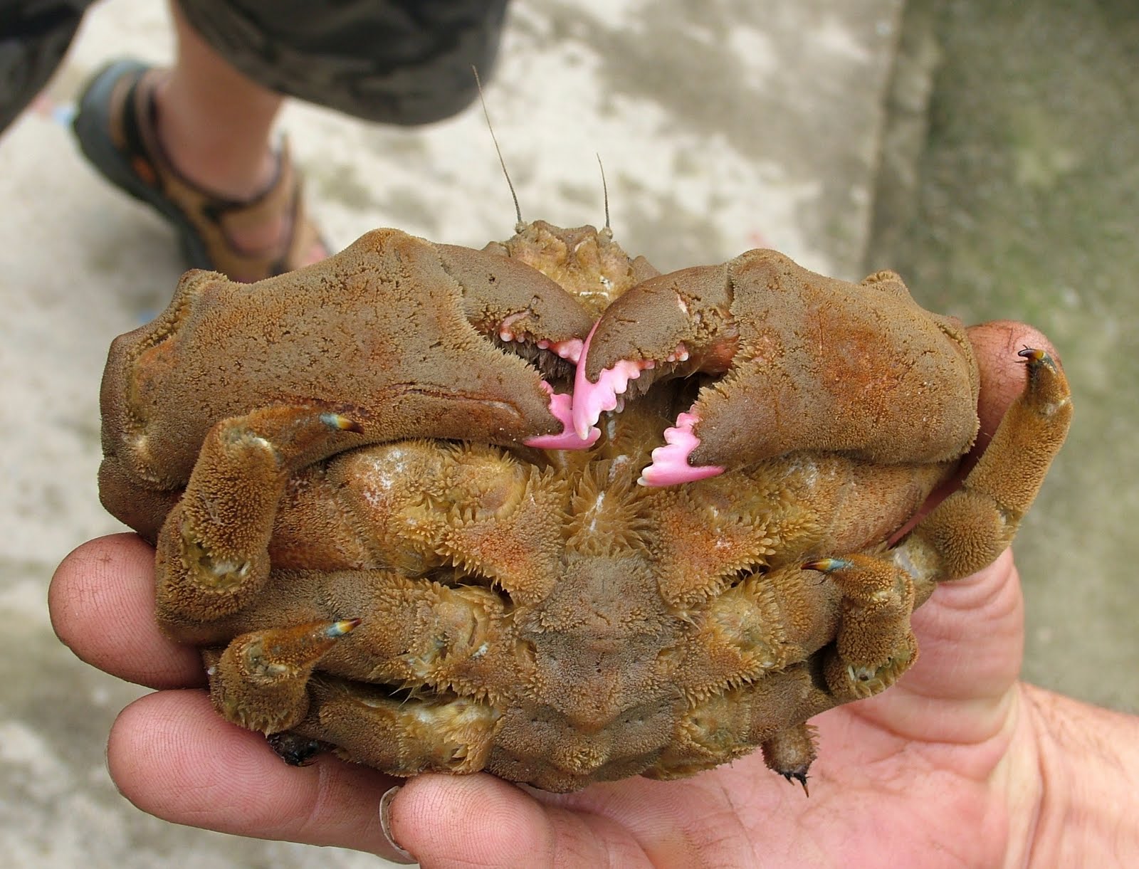 SCILLYSPIDER First Scilly record of SPONGE CRAB