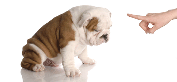 train a puppy