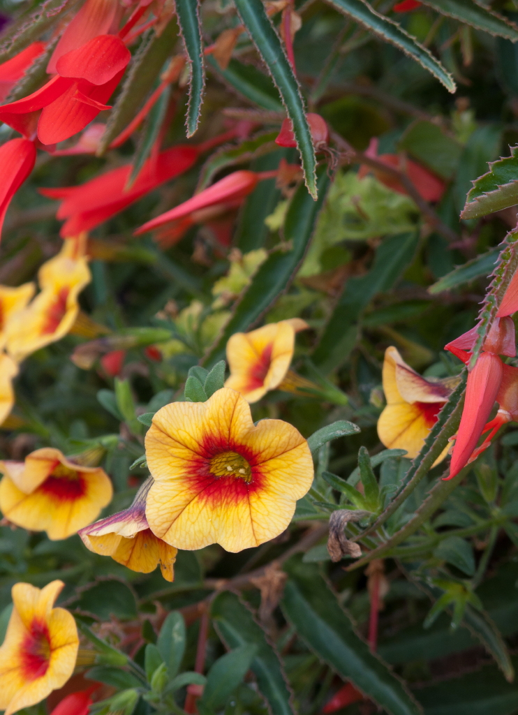 Three Dogs In A Garden Hydrangeas Care Basics Old New Varieties