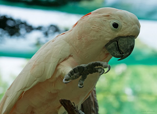 Papagal nimfa
