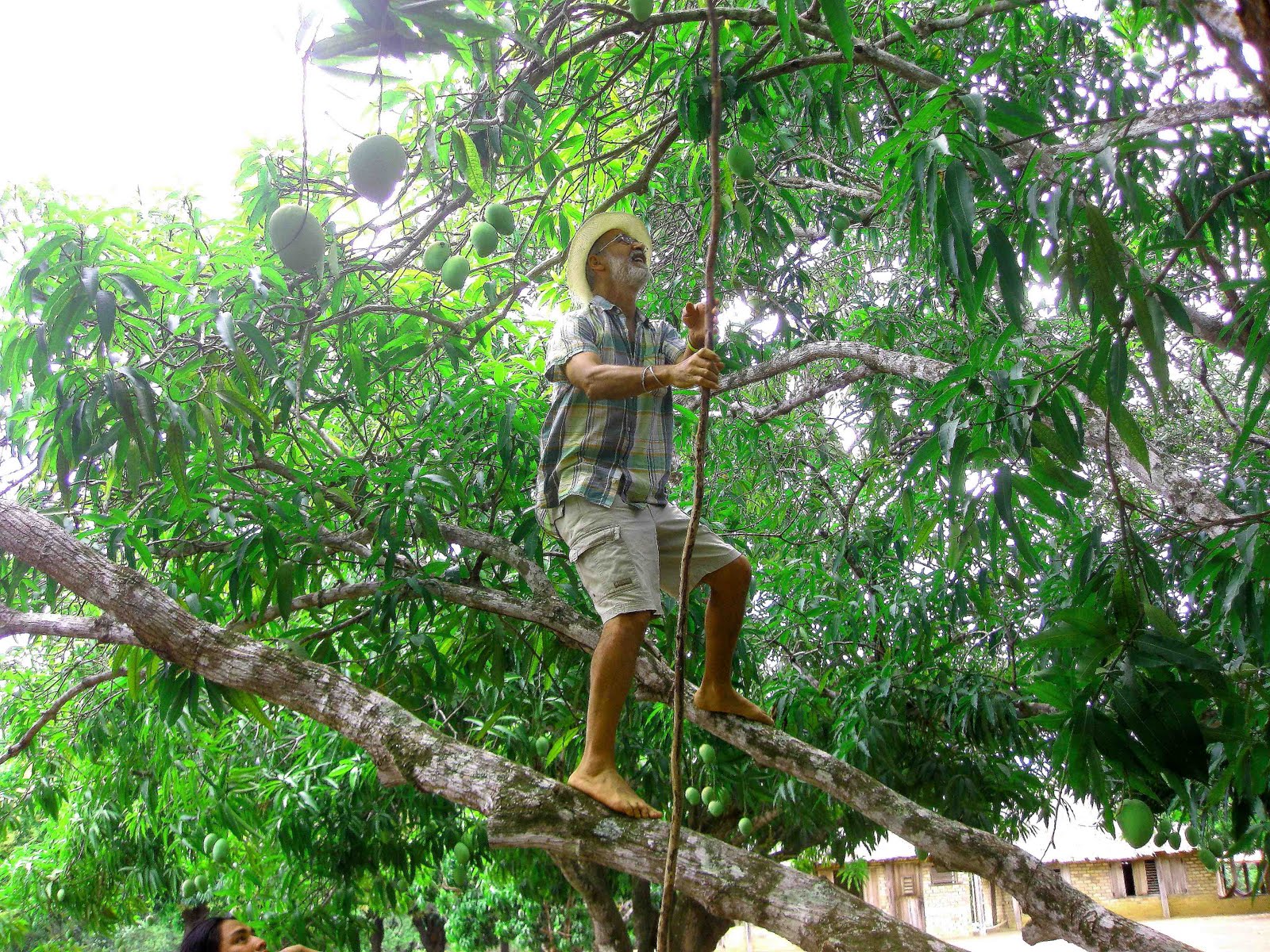 The Adventures of Andrea and Salvador Mangos Mangos Everwhere!