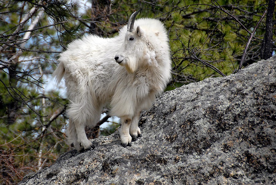Dakotagraph Know your South Dakota wildlife