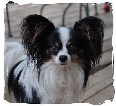 35+ Short Hair Papillon Dog Breed Gif