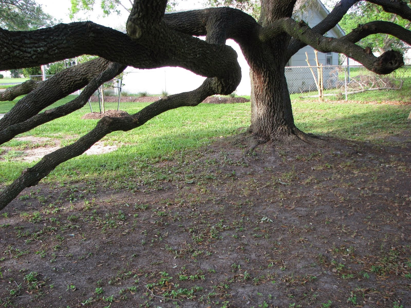 Old Oak Tree