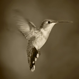 Colibri