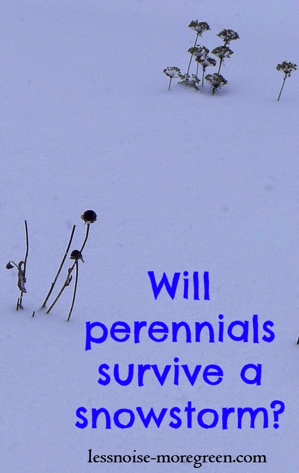 Less Noise, More Green Will perennials survive a snowstorm?