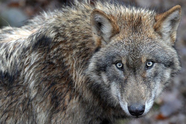 Eurasian Wolf | Animal Unique