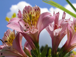 田舎暮らしは賃貸に限る Blogの花