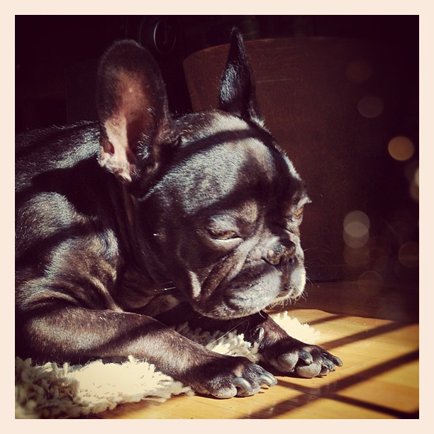 leroy in the sun, black french bulldog