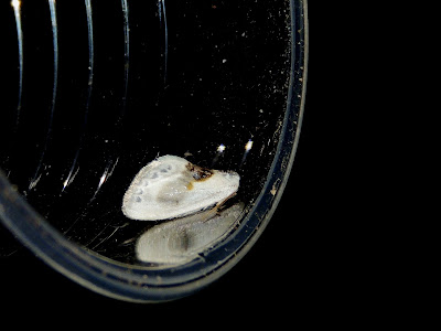 Cilix glaucata Cilix glaucata