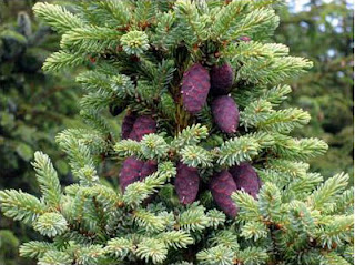 Picea Mariana atau Black Spruce Tanaman Berumur Panjang