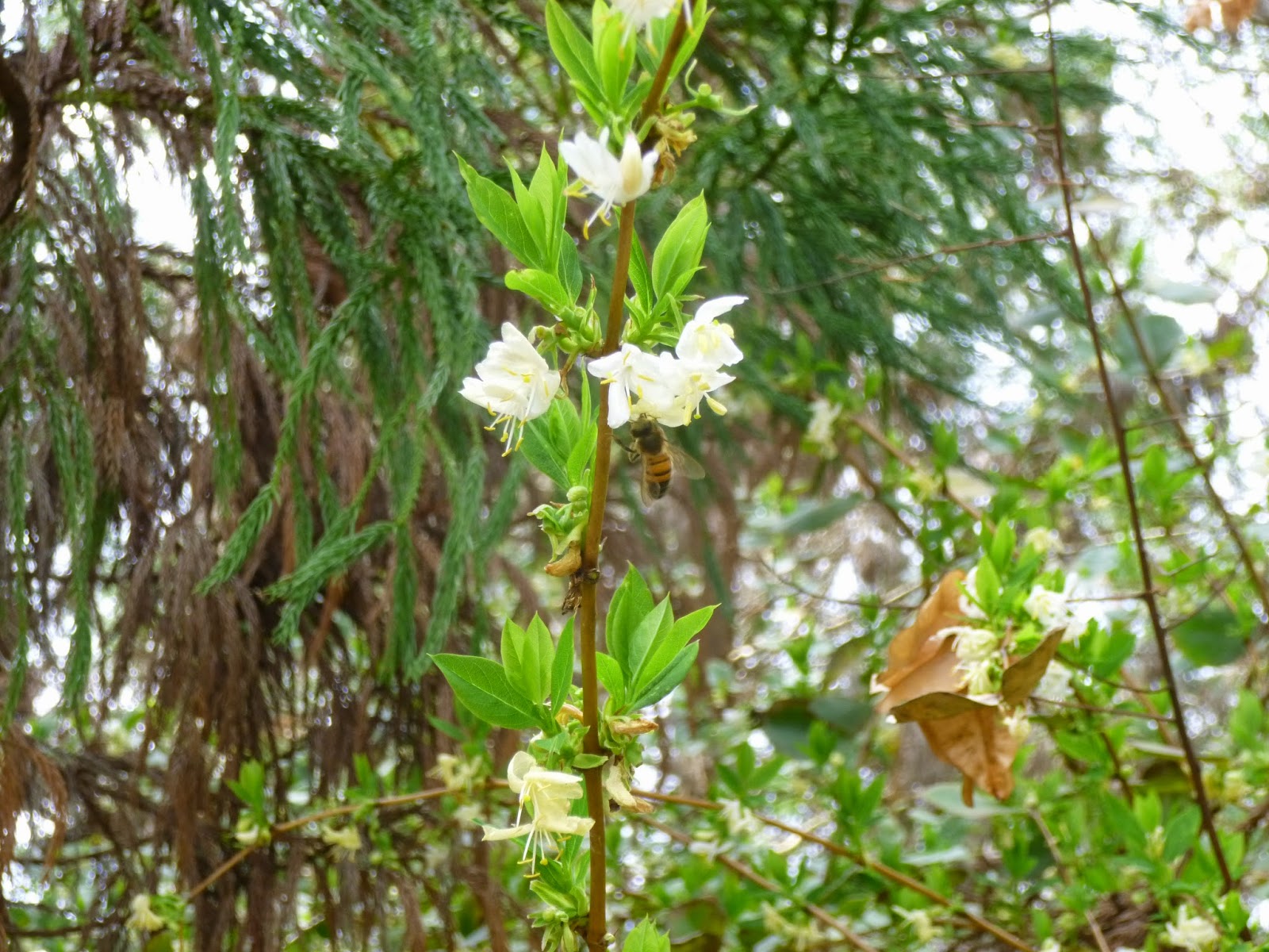 Mother Nature S Montrose Garden Plant Of The Month December