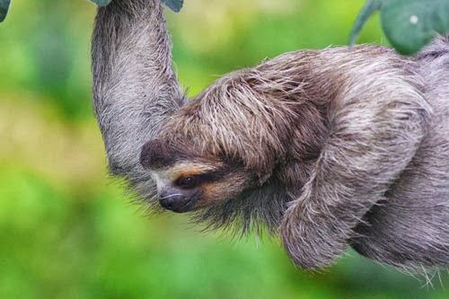 BROWN-THROATED THREE-TOED SLOTH