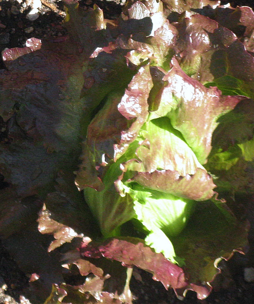 Front Range Food Gardener Lettuce got variety