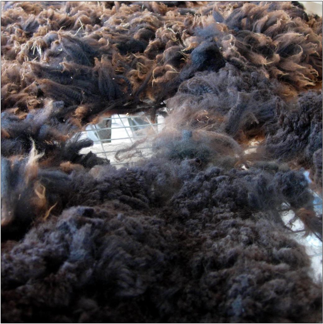 FELTING matters... Shearing ALPACAS...
