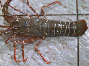 Lobster Pakistan