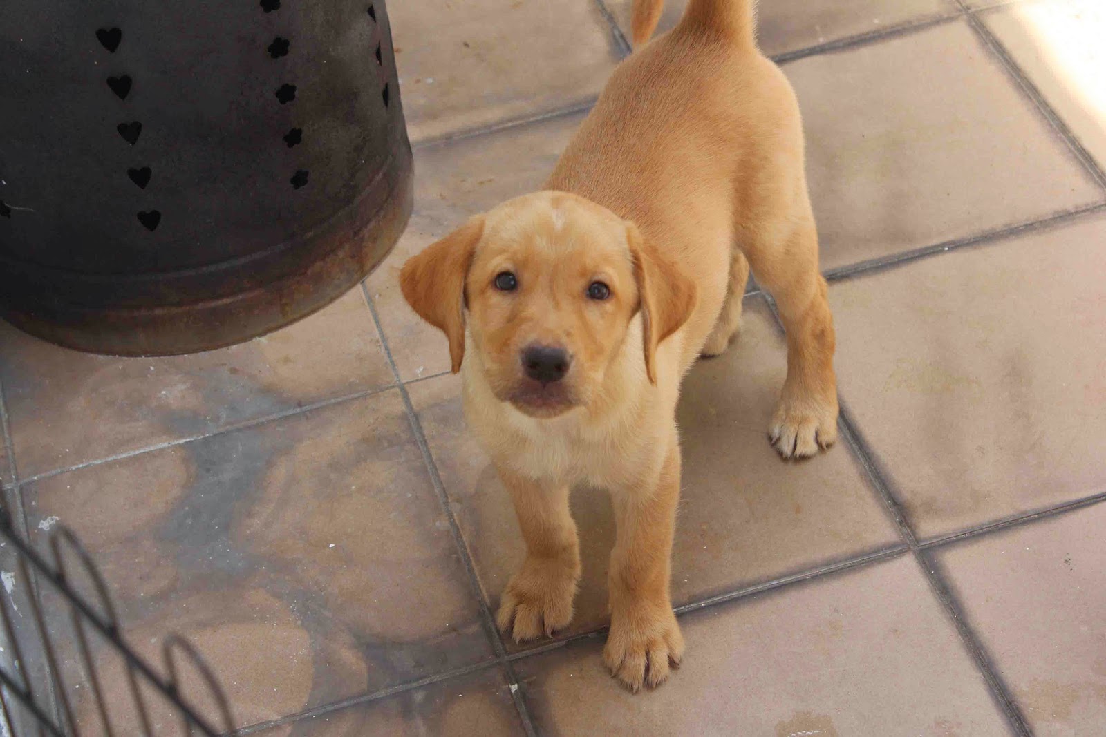 labrador big bone