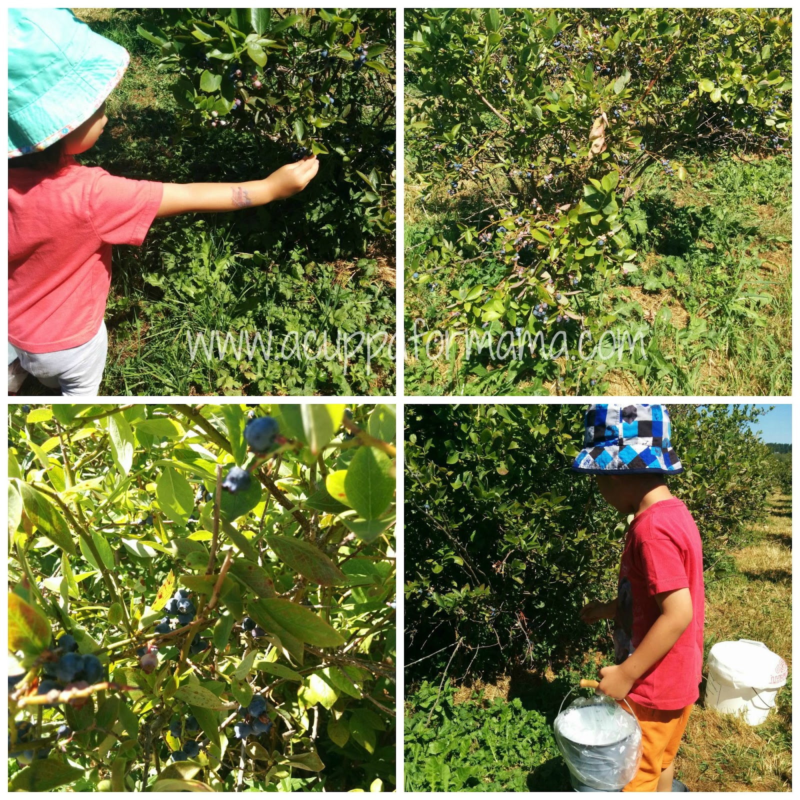 A Guide To Northeastern Gardening 18 Summer Blooming Shrubs For