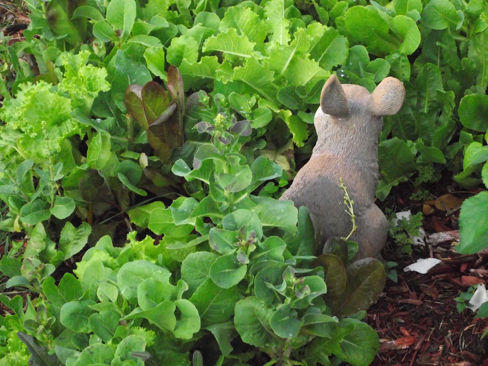 Never Enough Time The Bunny Garden and the Latest Recipe Craze