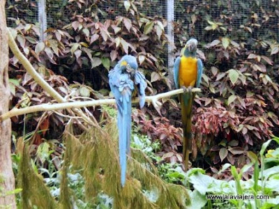 El Loro Parque tiene la mayor colección de papagayos del mundo Loro Parque, Puerto Cruz, Tenerife