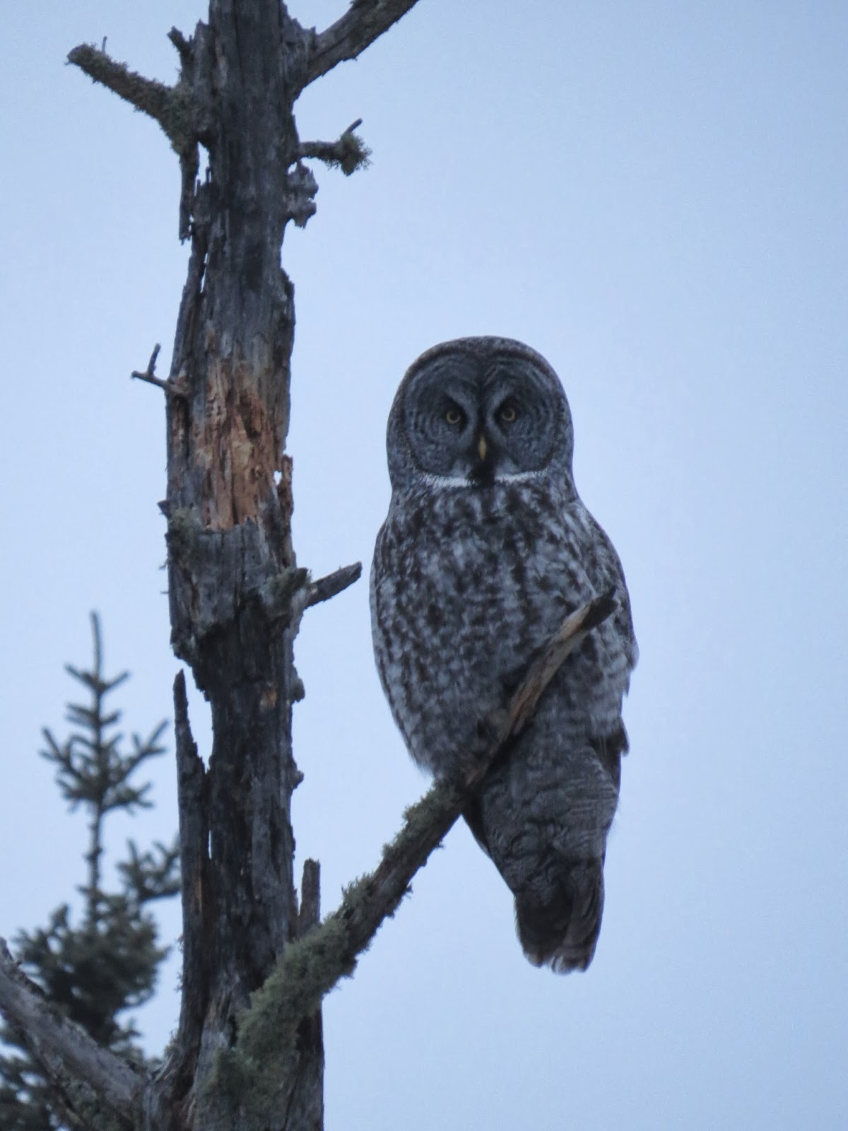 Birding Is Fun! Northern Owl Mania in Minnesota