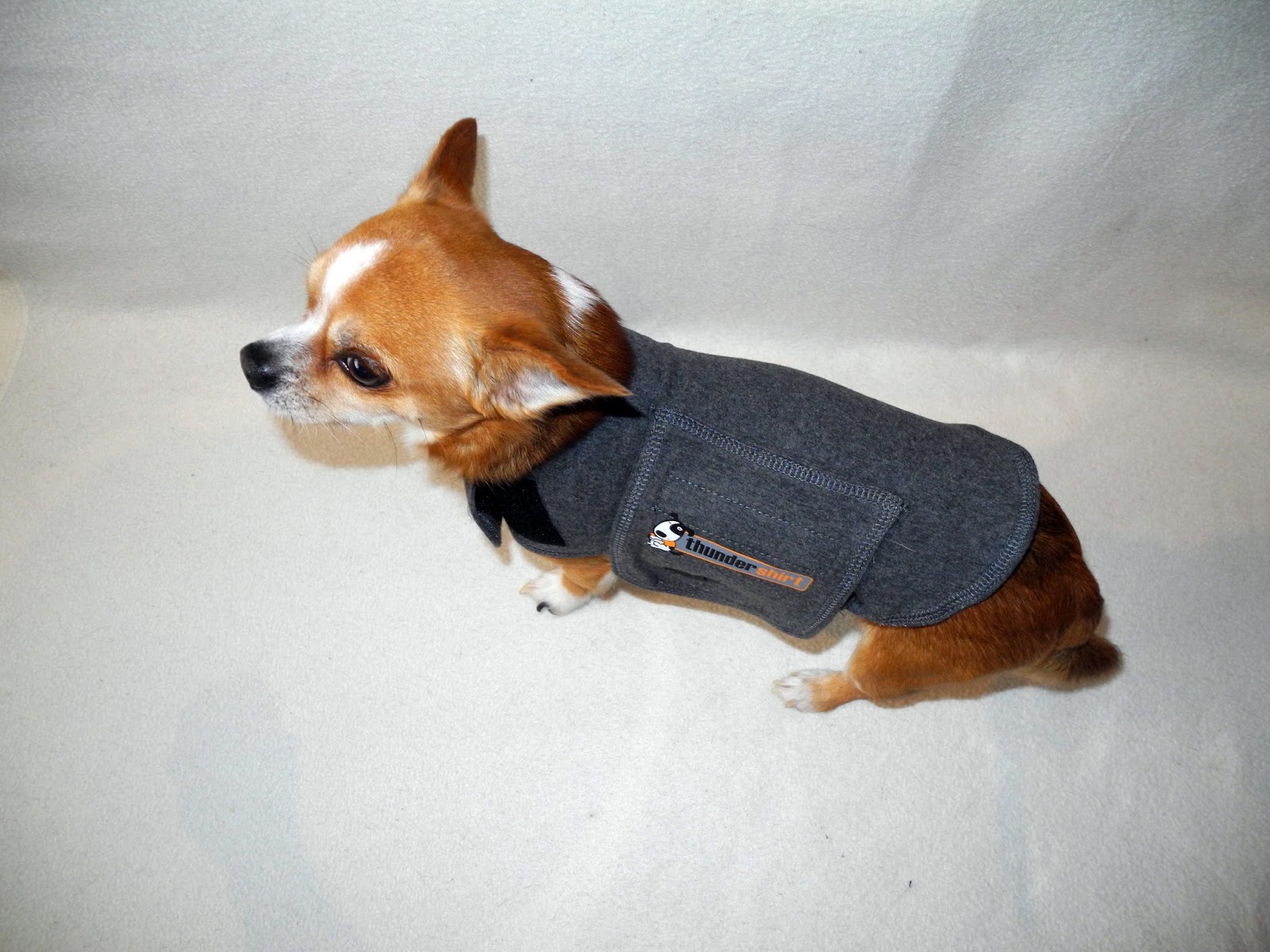 thundershirt for chihuahua