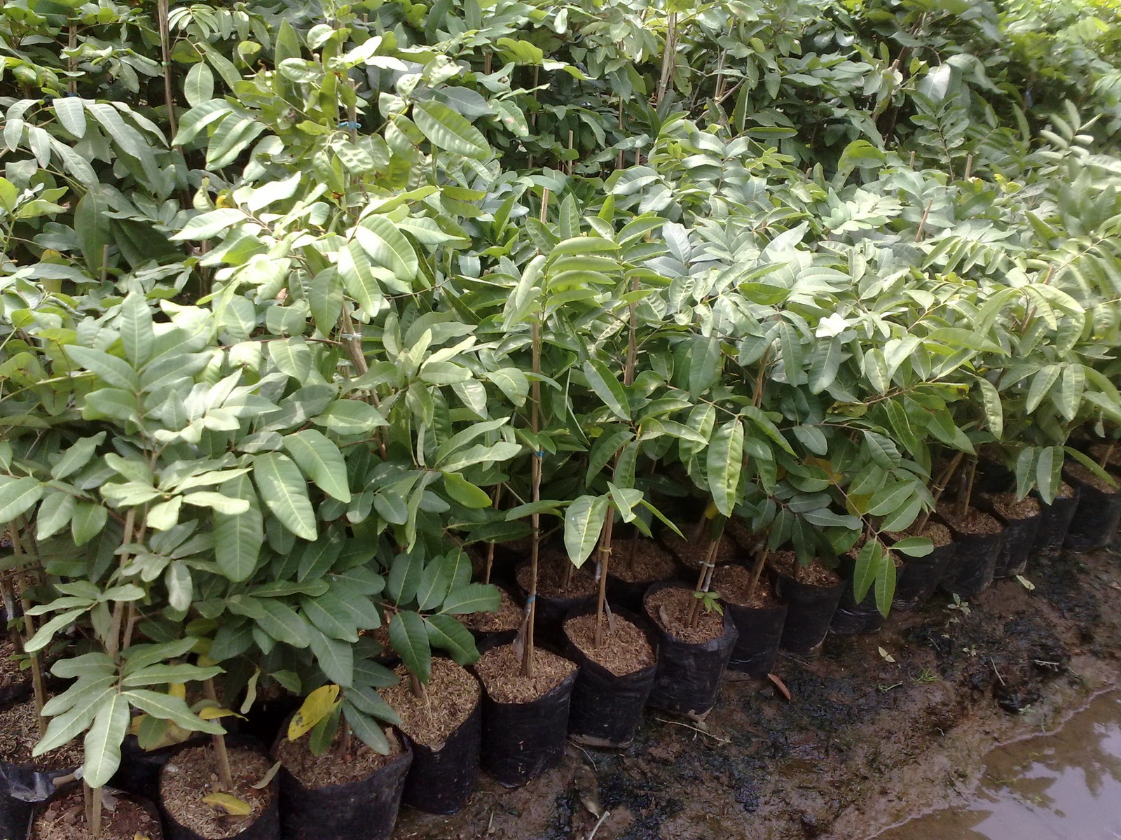 hijau dengan pohon hijau dengan pohon